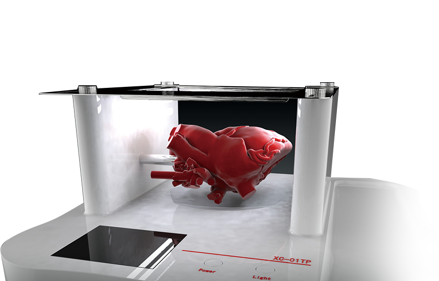 Made-to-Order Heart & Organ Model